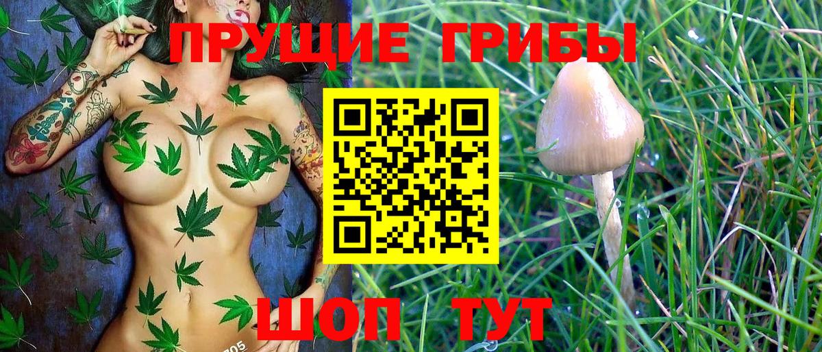 Галлюциногенные грибы Magic Shrooms  Вход с VPN  Елизово  купить   Псилоцибиновые грибы GOLDEN TEACHER 